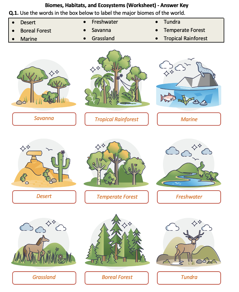 Free Printable Ecosystem Worksheets