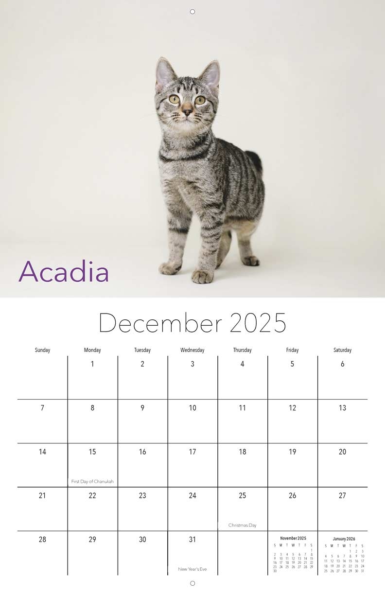 Miss Dixie s Kitten Rescue 2025 Calendar Yearbox Calendars
