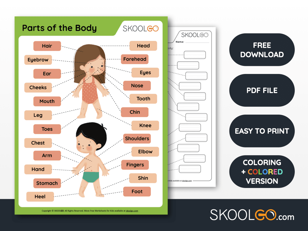Body Regions Worksheets Printable Pdf