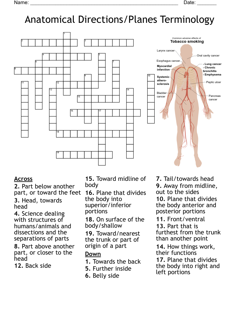 Printable Crossword Puzzles For Anatomy