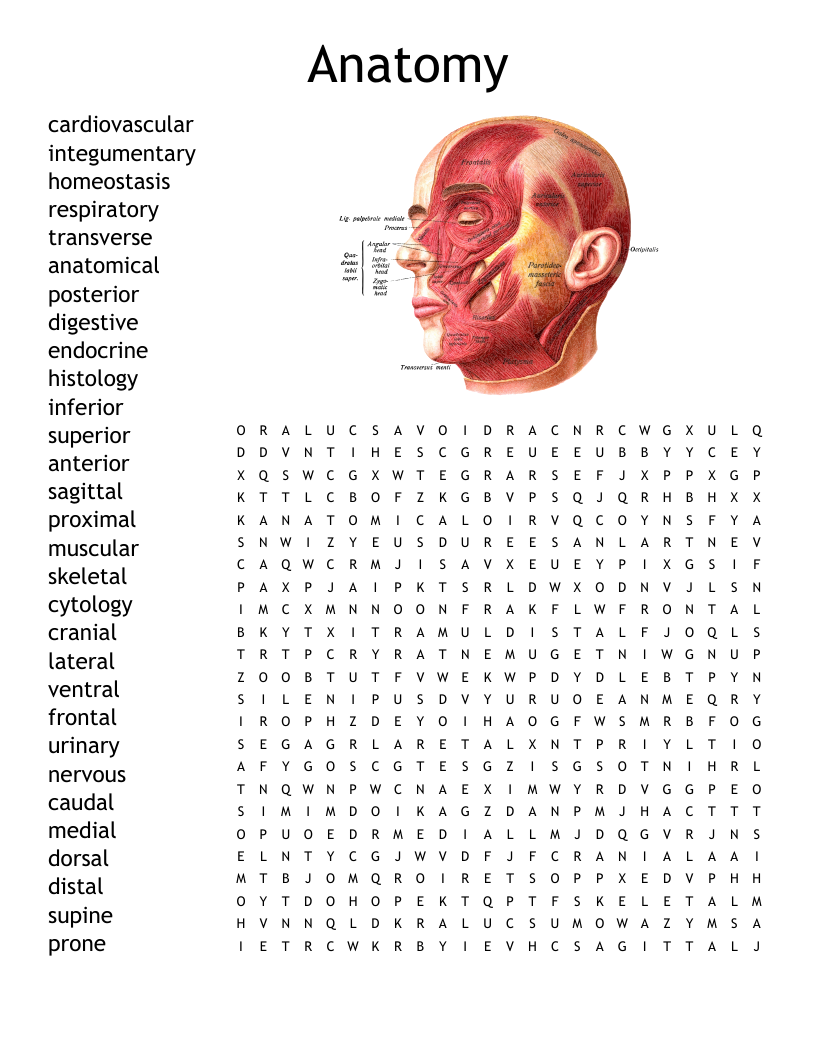 Anatomy Crossword WordMint