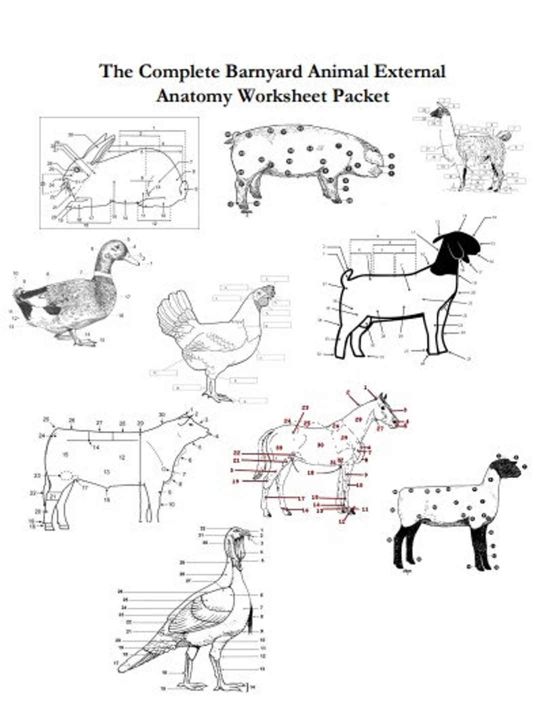 Animal Anatomy Worksheets Printable