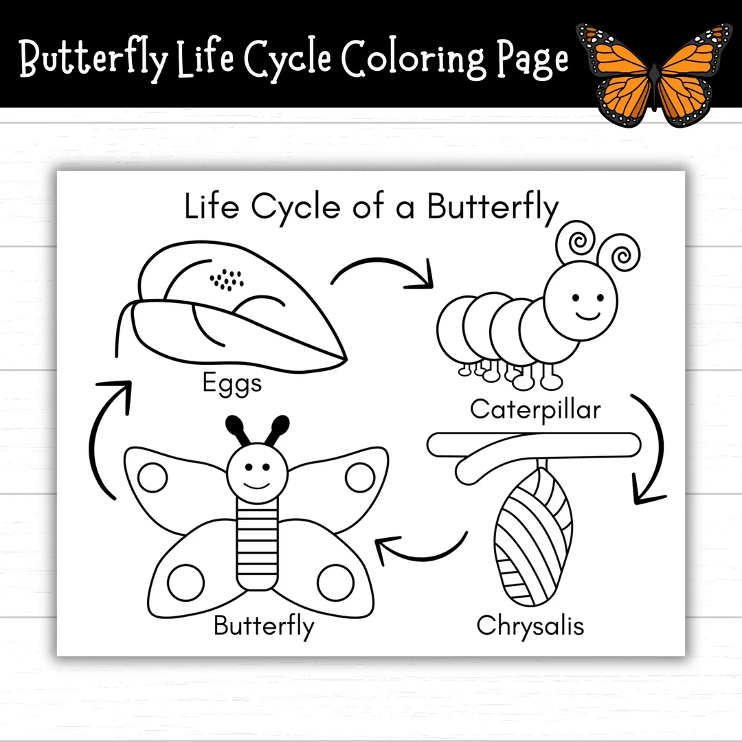 Butterfly Life Cycle Coloring Page Printable Life Cycle Of A 