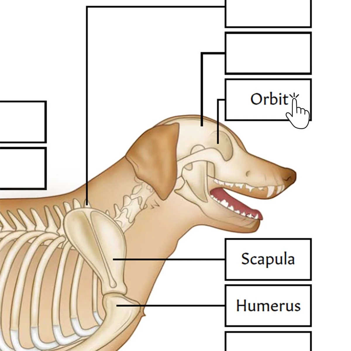 Canine Skeletal Anatomy Poster Interactive amp Printable PDF 