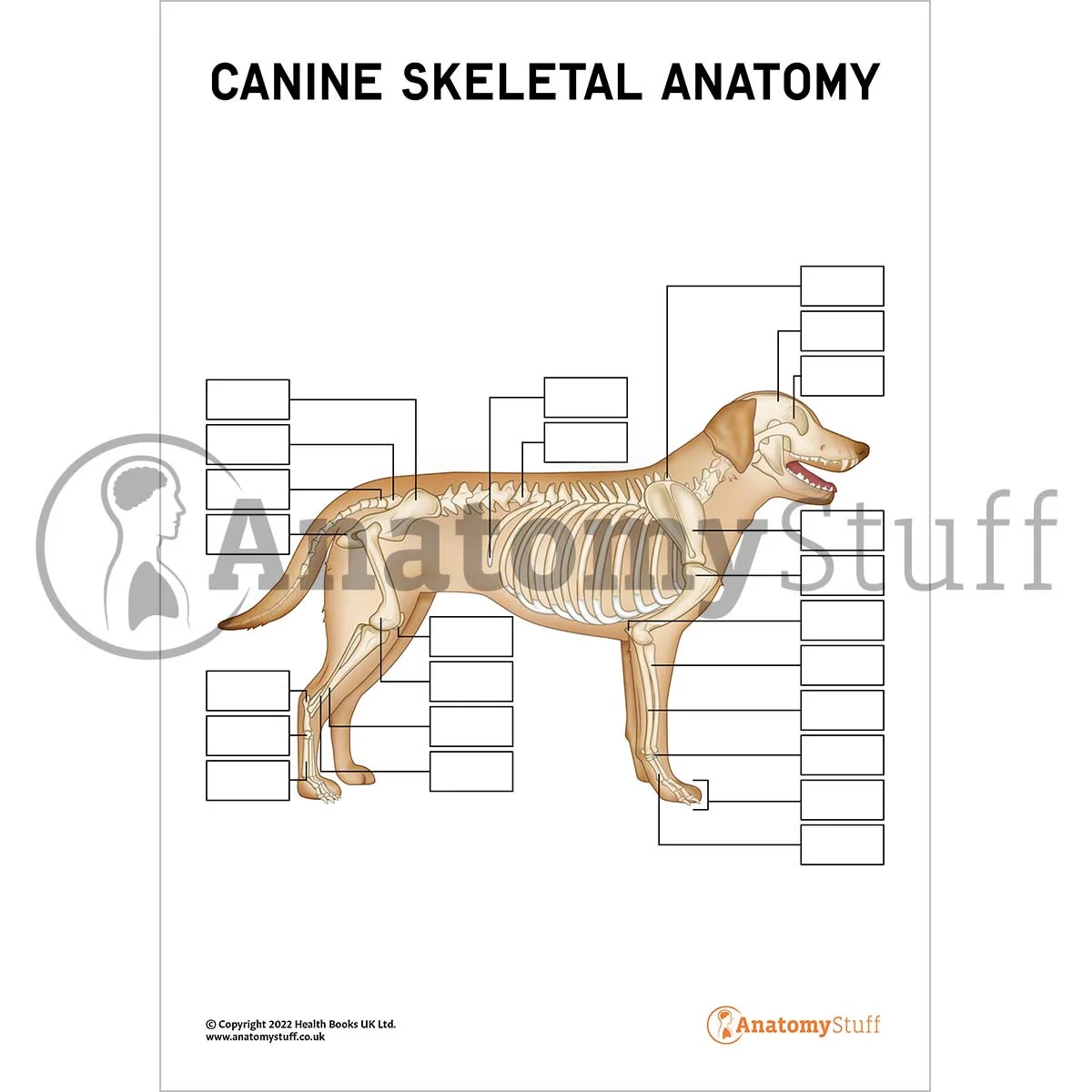 Canine Skeletal Anatomy Poster Interactive amp Printable PDF 
