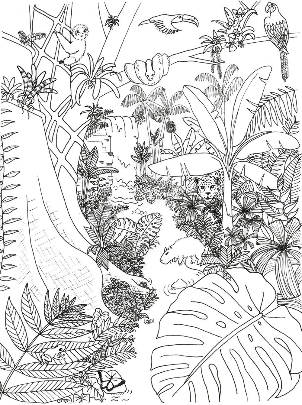Free Printable Rainforest Coloring Sheets