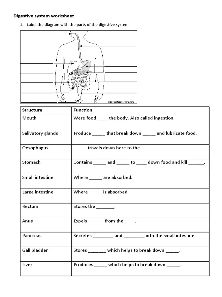 Digestive System Worksheet 1 Label The Diagram With The Parts Of 
