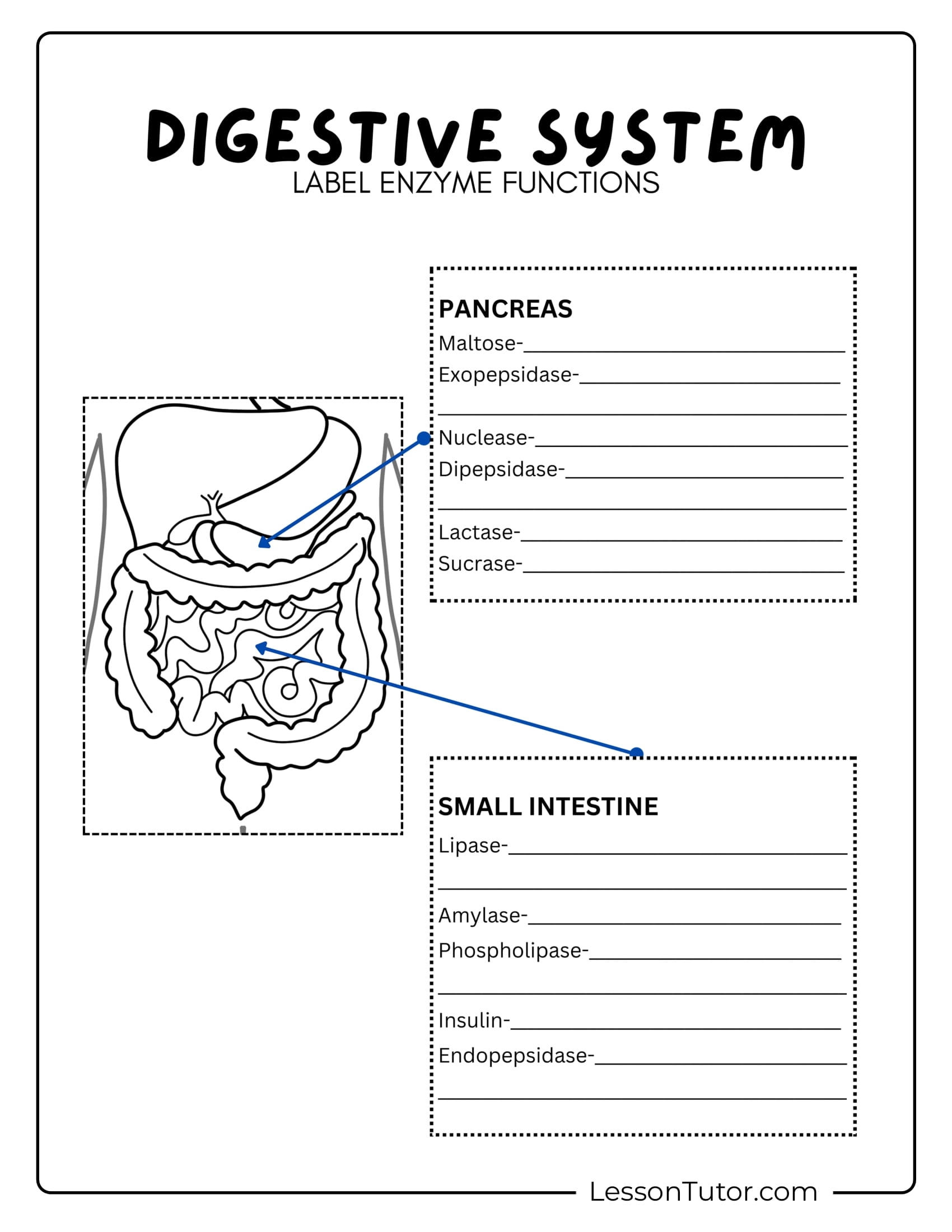 Printable Digestive System Worksheet Pdf