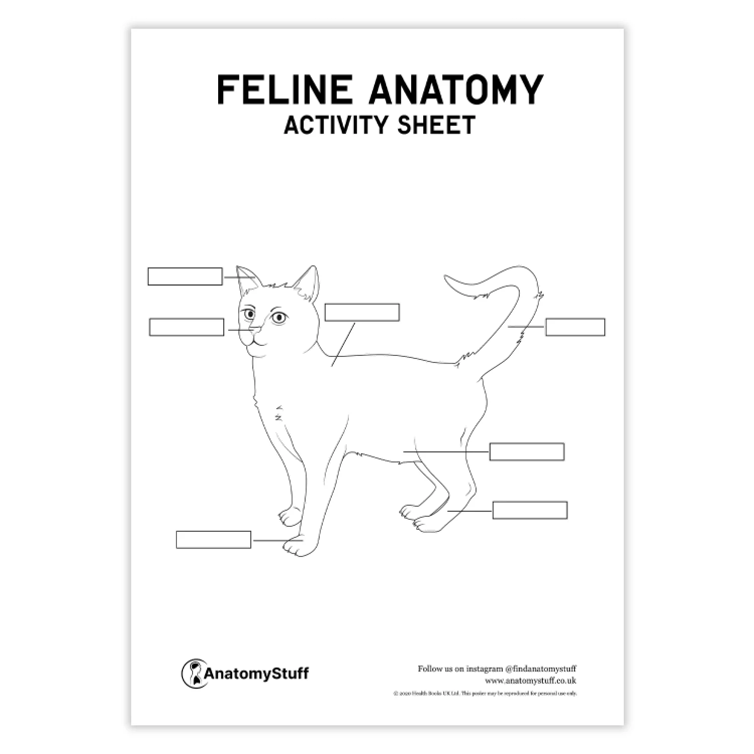 Feline Anatomy Activity Sheet PDF AnatomyStuff