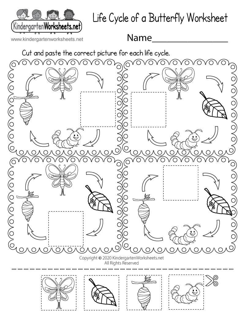Printable Butterfly Cycle Worksheet