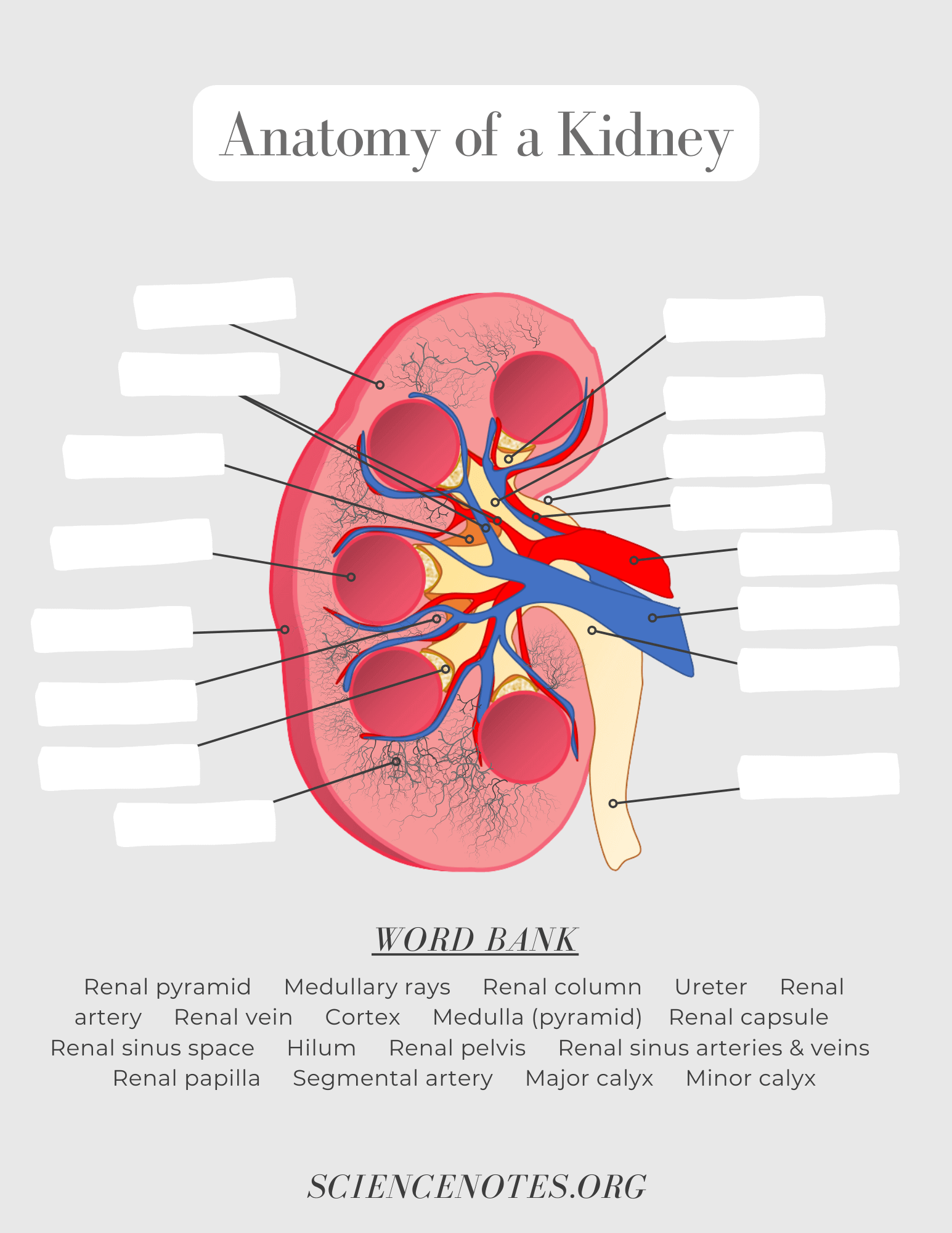 Free Printable Anatomy Worksheets Pdf