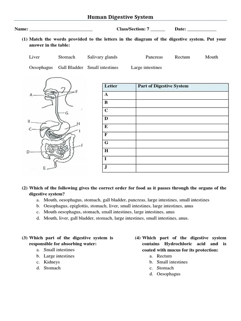 Human Digestive System Worksheet PDF Human Digestive System 