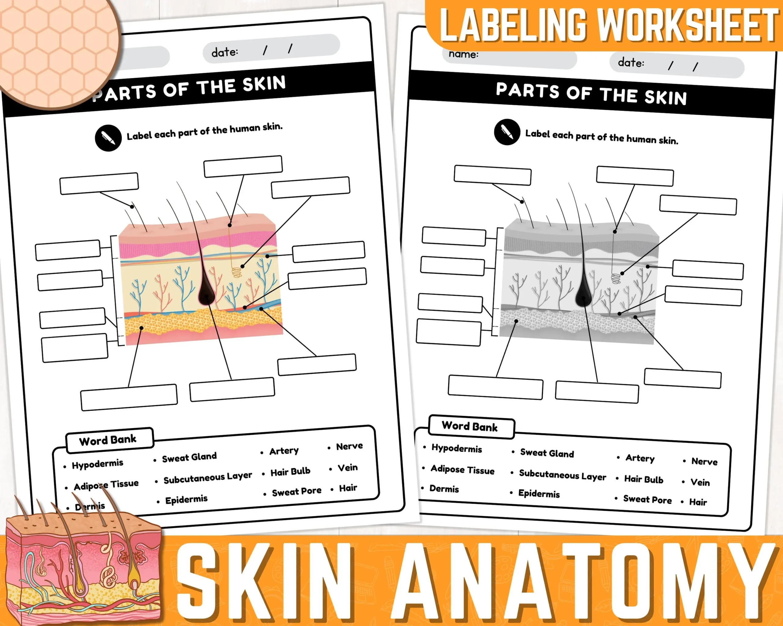 Human Skin Parts Labeling Worksheet Anatomy Of The Skin Parts 