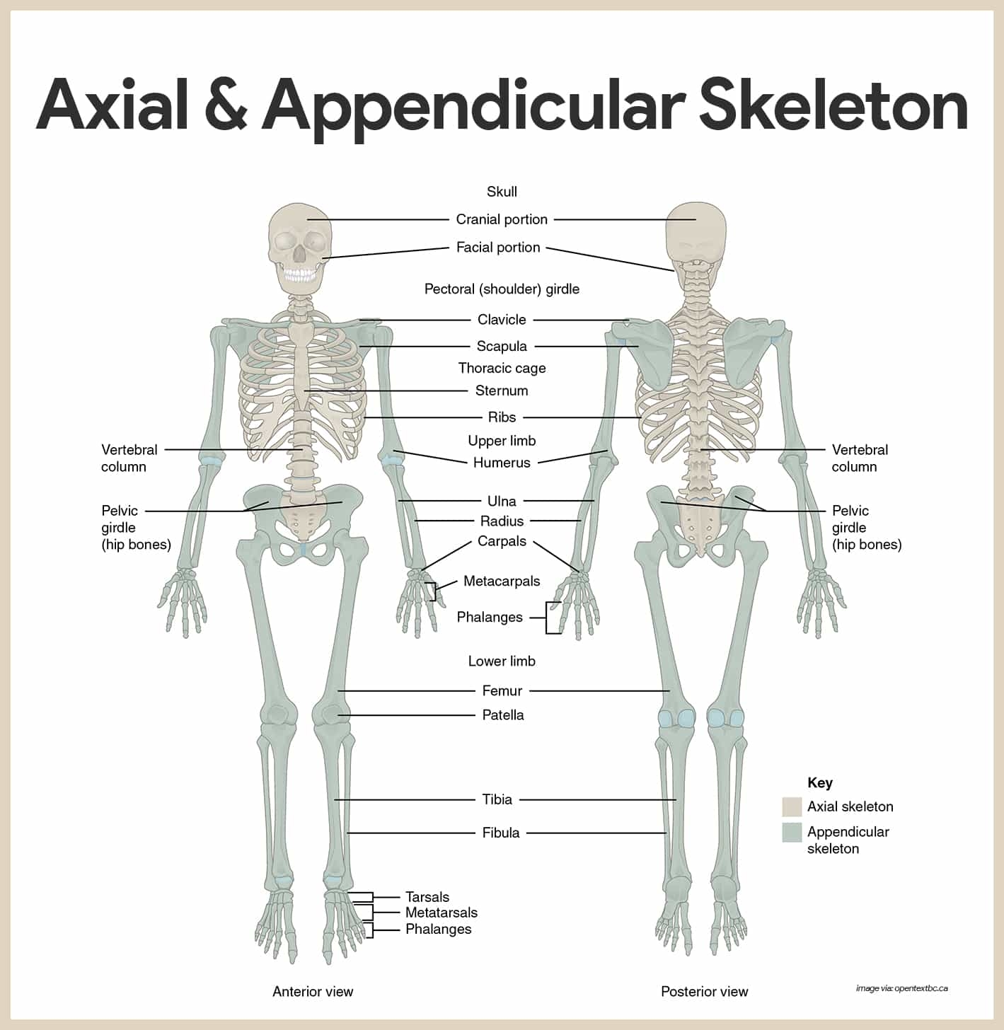 Free Printable Human Skeleton Diagram Pdf