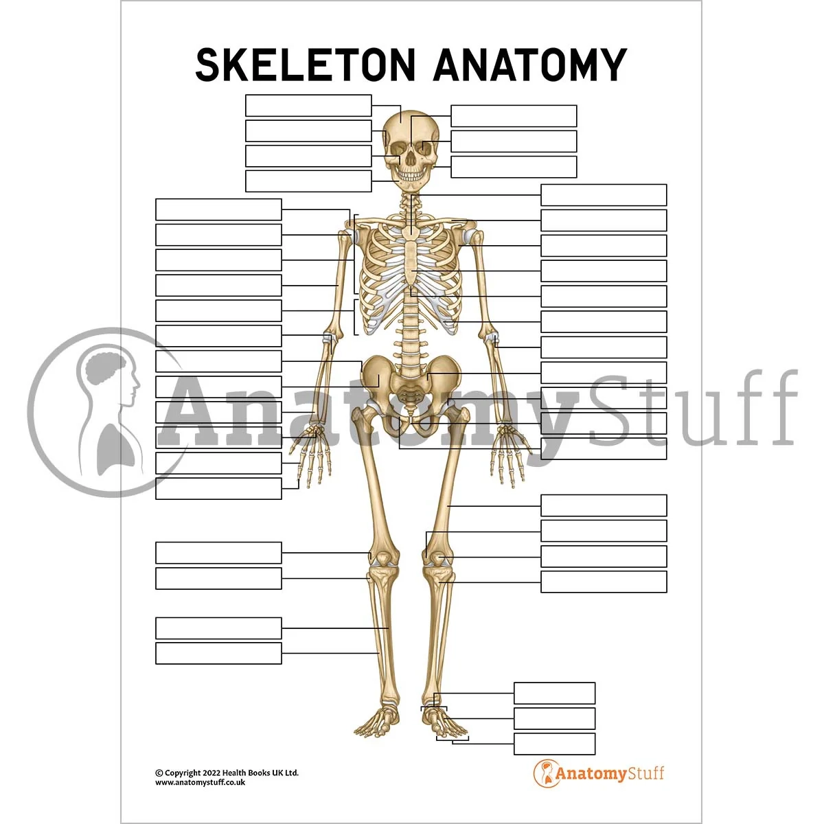 Skeleton Anatomy Poster Worksheet Interactive amp Printable PDF 