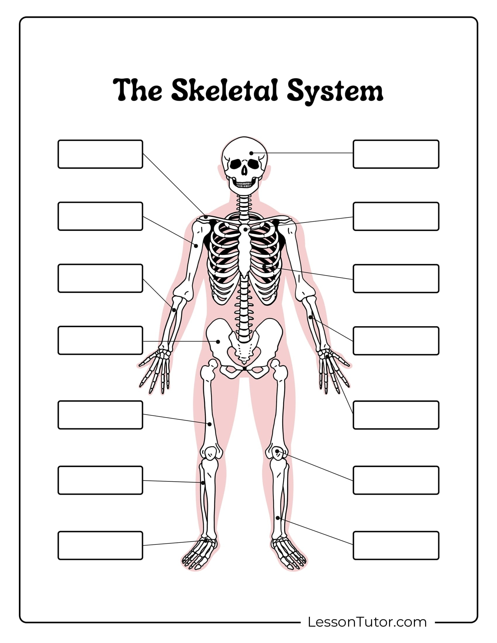 Skeleton System Worksheets Free Coloring Pages PDF Printables 