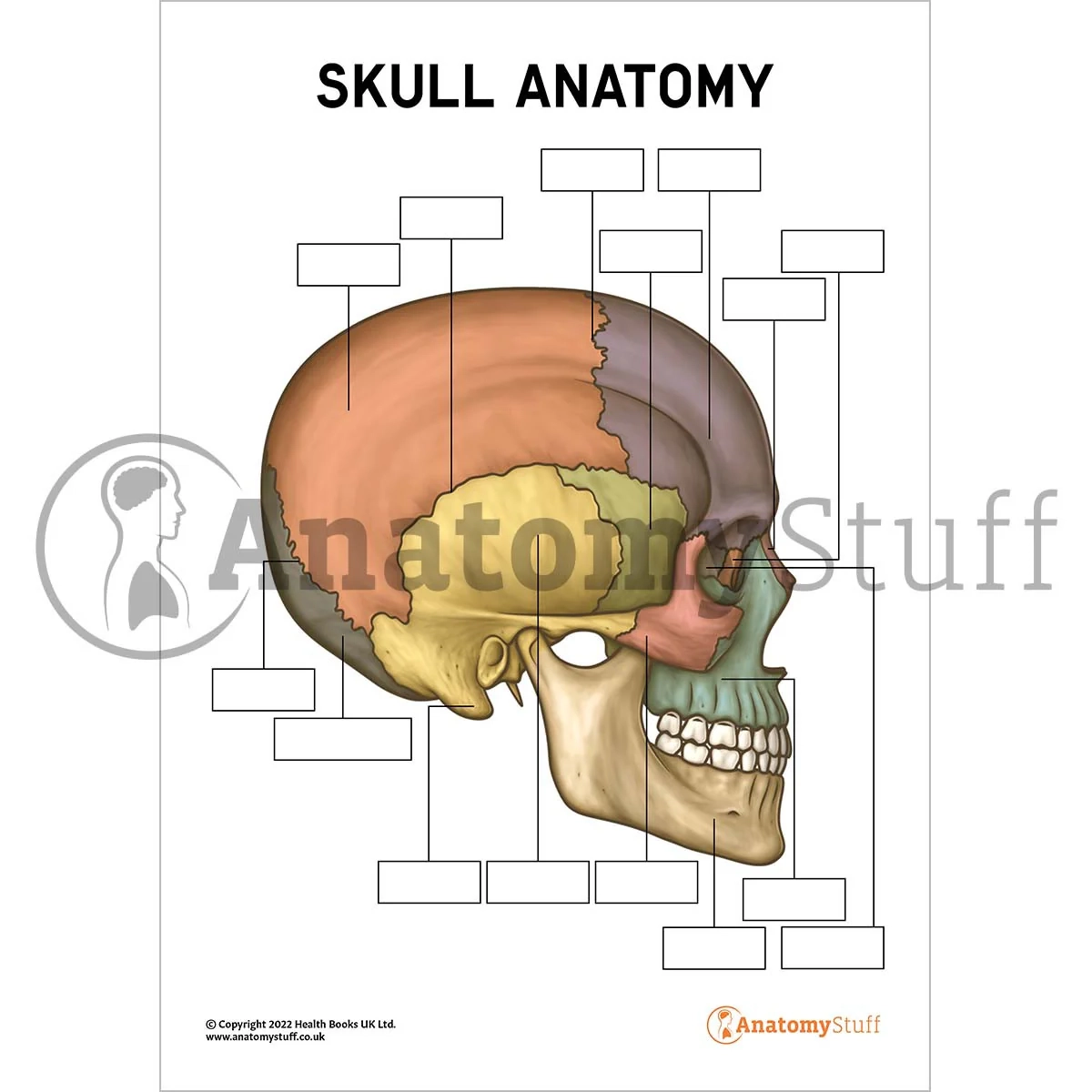 Skull Bones Printable To Label
