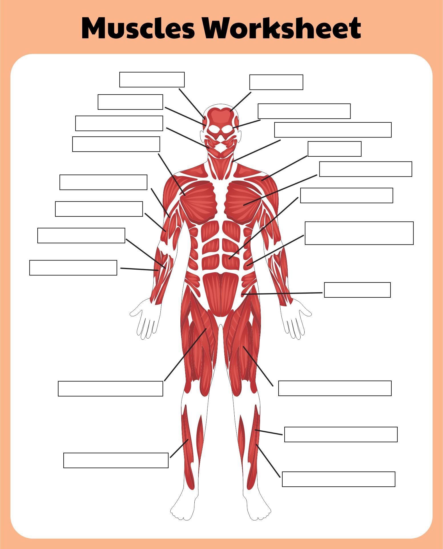 printable muscular system worksheets