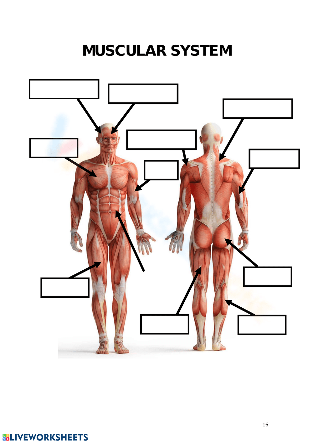 printable muscular system worksheets