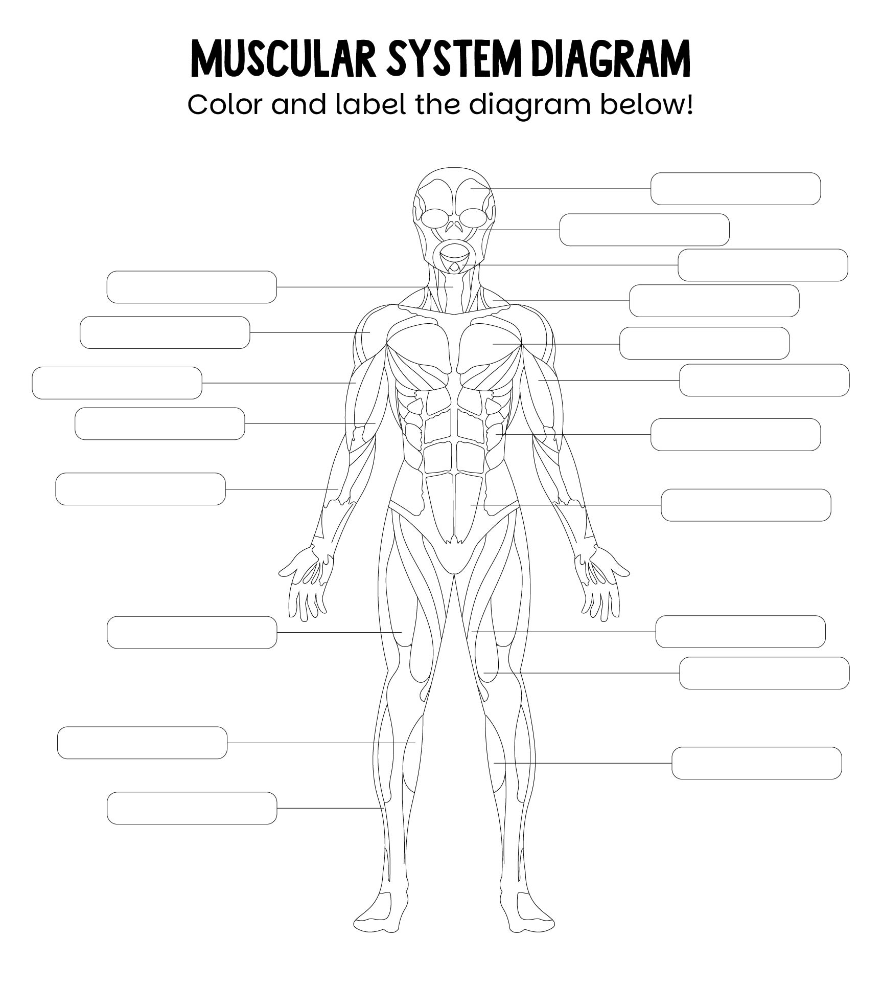 Printable Muscle Labeling Worksheet Pdf