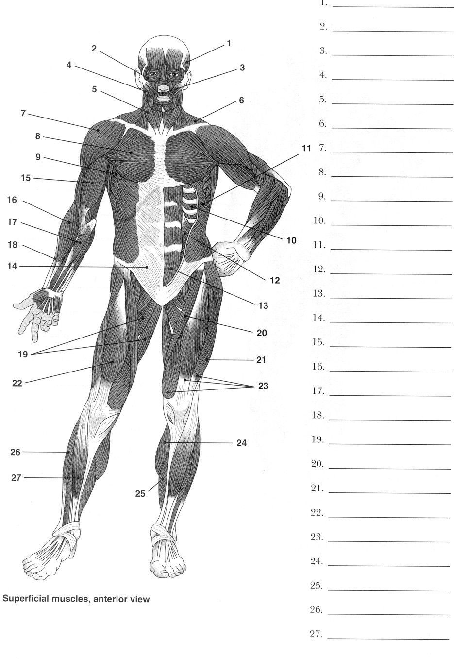 worksheets muscle anatomy 10 free pdf printables printablee